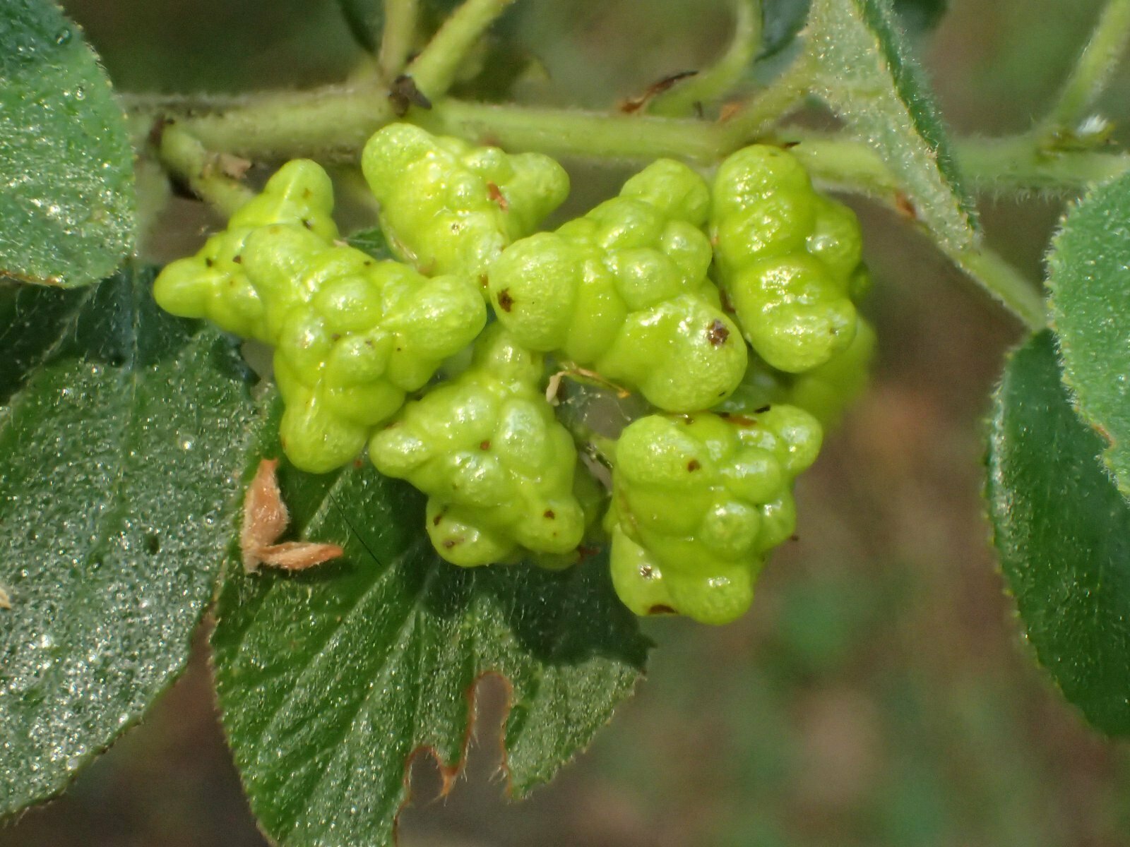 High Resolution Ceanothus oliganthus Fruit